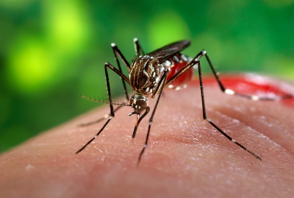 Watch Out For Those Mosquitoes