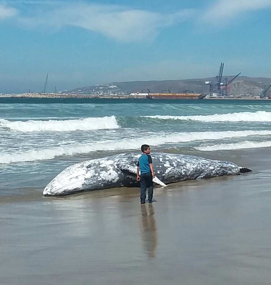 Que Pasa In Baja?