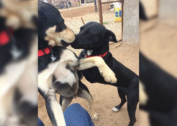 Love at First Bark