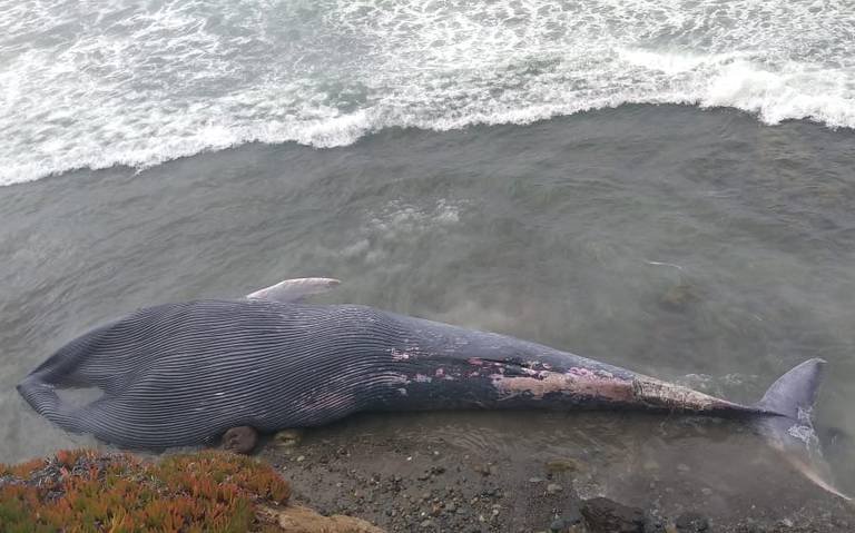 Another Dead Whale Found in Rosarito