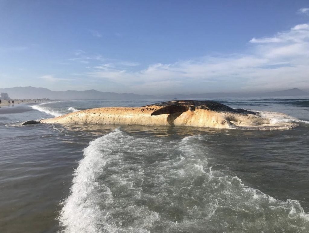 Another Dead Whale Beaches, Now In Ensenada