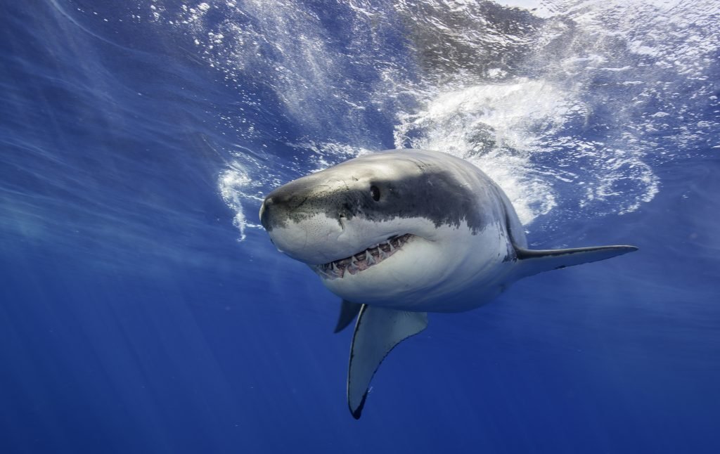Isla Guadalupe