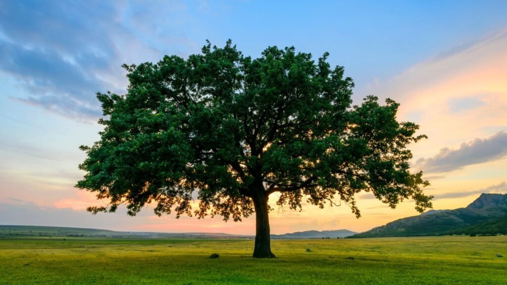 Four Ways Trees Add Value to Your Property