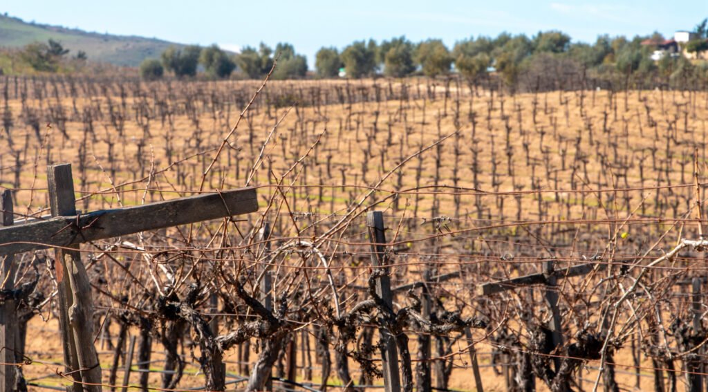 The Wine Country Under Siege, Part 1