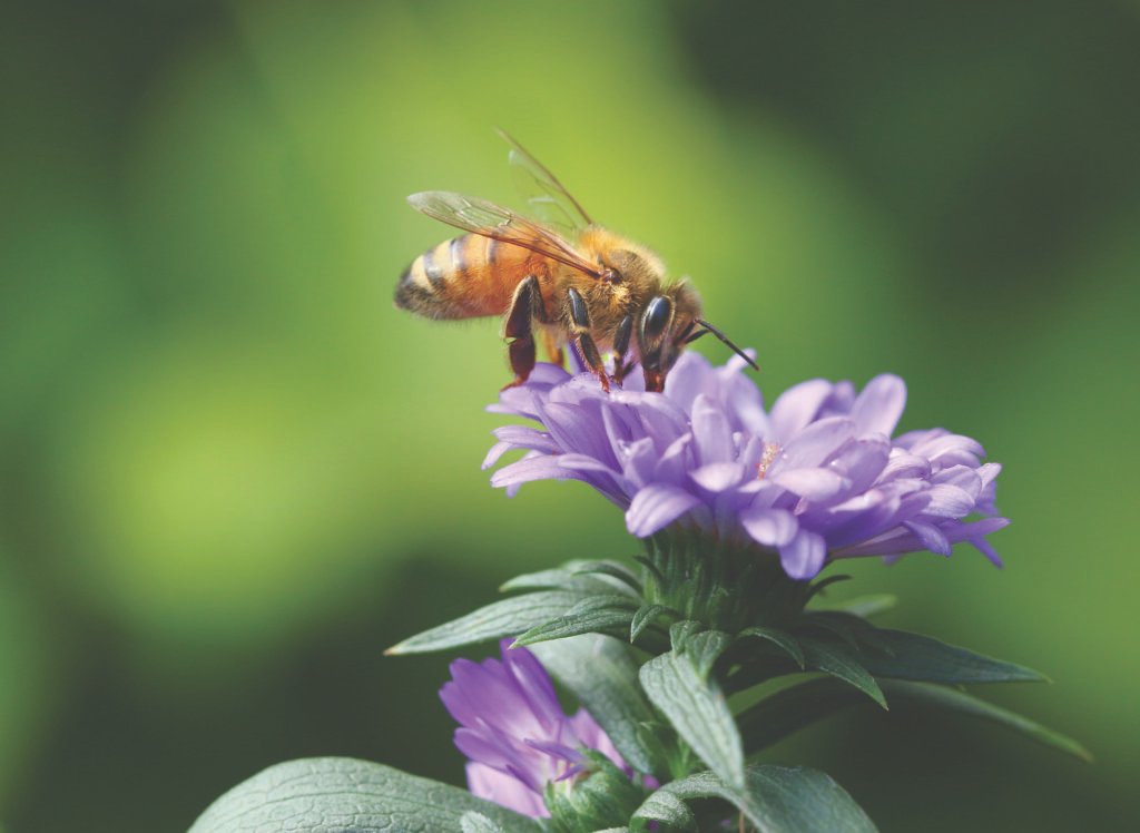 Save the Bees!