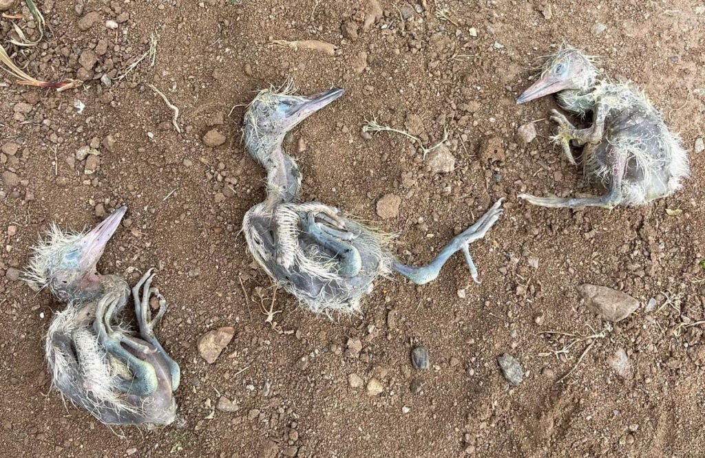 Outcry in Ensenada Over Egret Chick Deaths from Tree Trimming