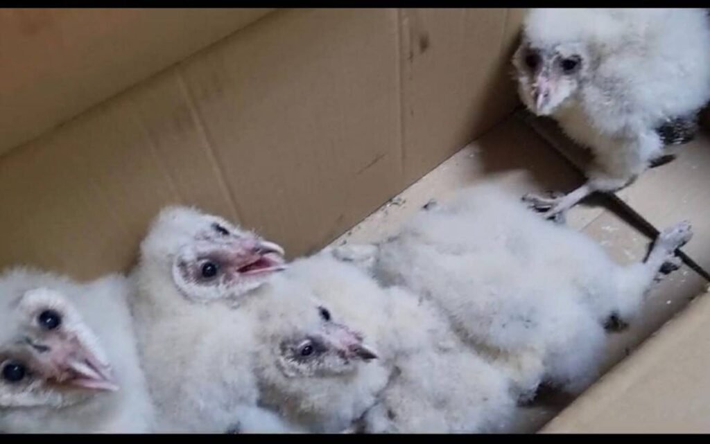 Baby Owls Turn HR Department Into a Nesting Ground