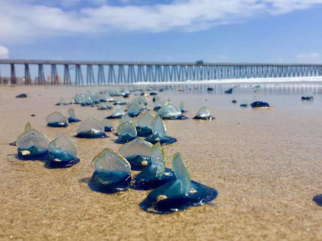Jellyfish Alert in Playas de Rosarito