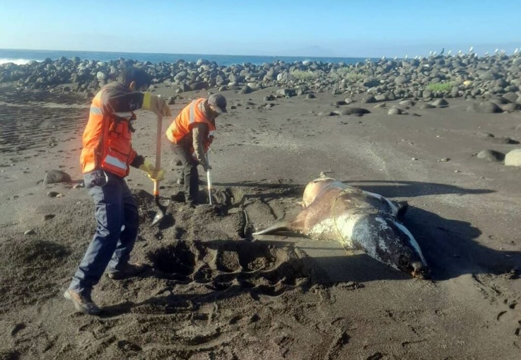15 Marine Mammals Found Dead on Ensenada Beaches