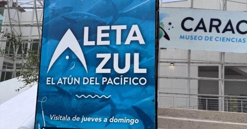Aleta Azul (Bluefin)