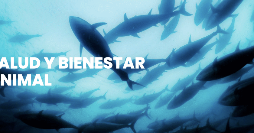 Tuna in Formation: Wellness in Motion