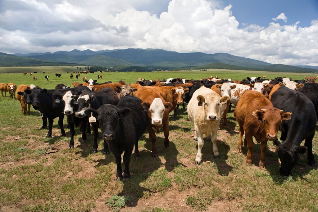 Border Slams Shut Again on Mexican Cattle Over Livestock Pest